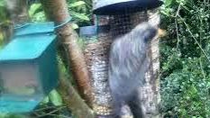 tourscotland's tweet image. Today's Tour #Scotland short 4K #Spring Monday wildlife nature camera travel video Blog clip of the sight and sounds of a familiar, purple and green #Starling bird spotted eating on morning visit and trip to my #Scottish garden in # Perthshire tour-scotland-photographs.blogspot.com/2026/04/starli…