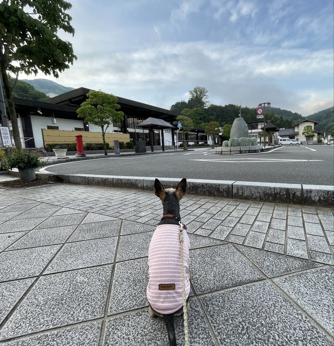 nagataniya0904's tweet image. おはようございます😄いつもの朝散歩🐾🐾 冷え冷え 寒々の身延の朝です。 しっかし((*´д｀*)) ｻﾑｩｩｩ･･･
ツバメさん達は賑やかに 飛び回ってます🥳🤣 小夏は今日も元気٩(๑❛ᴗ❛๑)۶ 身延の予報は☀️☁️ 今日も元気に頑張りましょうね♪ #身延町 #身延山 #犬のいる暮らし #永谷屋