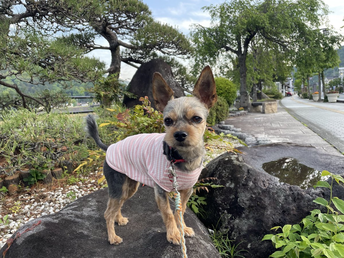 nagataniya0904's tweet image. おはようございます😄いつもの朝散歩🐾🐾 冷え冷え 寒々の身延の朝です。 しっかし((*´д｀*)) ｻﾑｩｩｩ･･･
ツバメさん達は賑やかに 飛び回ってます🥳🤣 小夏は今日も元気٩(๑❛ᴗ❛๑)۶ 身延の予報は☀️☁️ 今日も元気に頑張りましょうね♪ #身延町 #身延山 #犬のいる暮らし #永谷屋