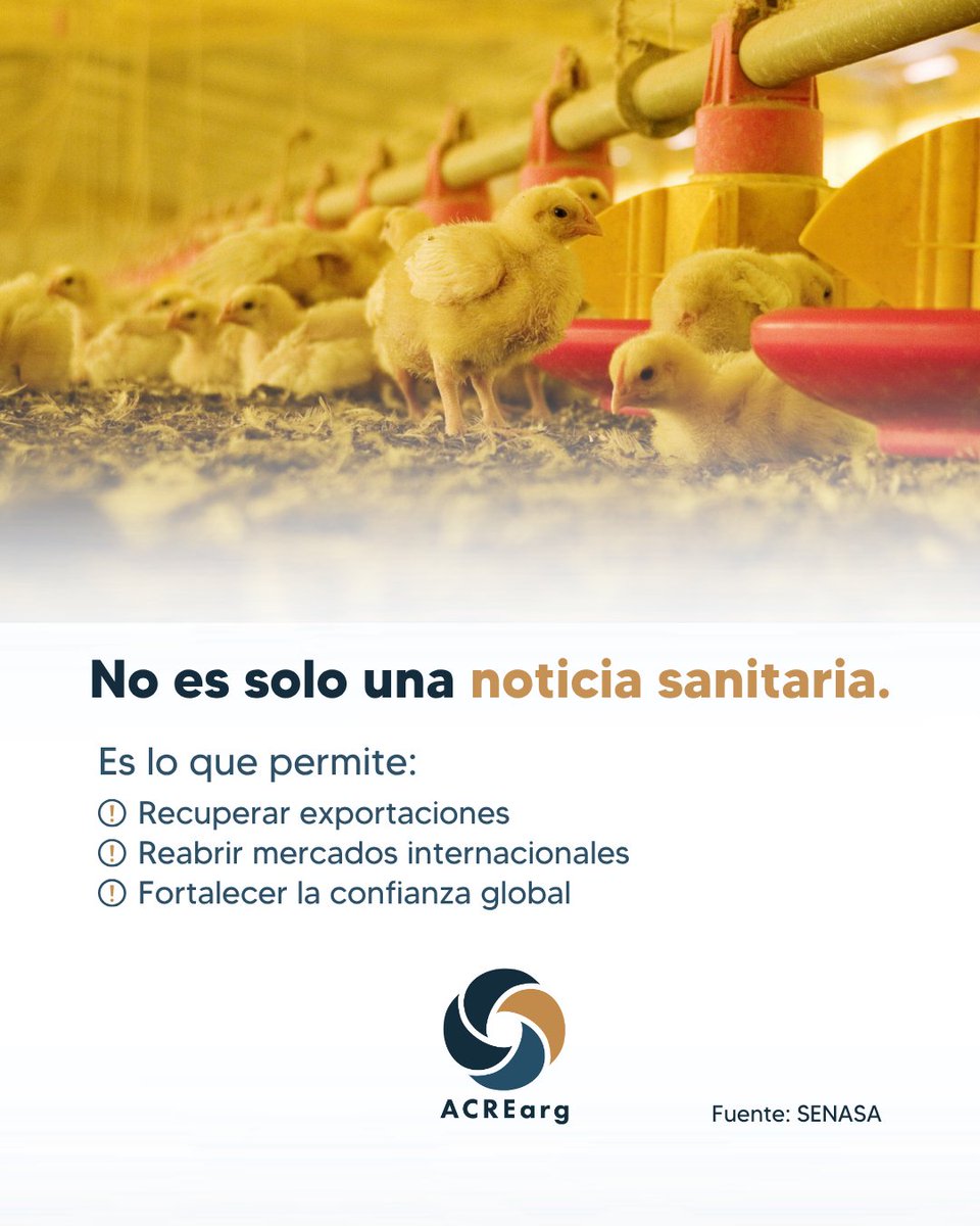 ACREarg's tweet photo. Argentina restituye su estatus de país libre de influenza aviar 🟢

Clave para reactivar exportaciones y fortalecer la confianza internacional 🌎

Exportar no es solo producto: es cumplir estándares.

Desde ACREArg acompañamos ese proceso.

#ACREArg #Exportaciones https://t.co/0vMgu7bEWJ