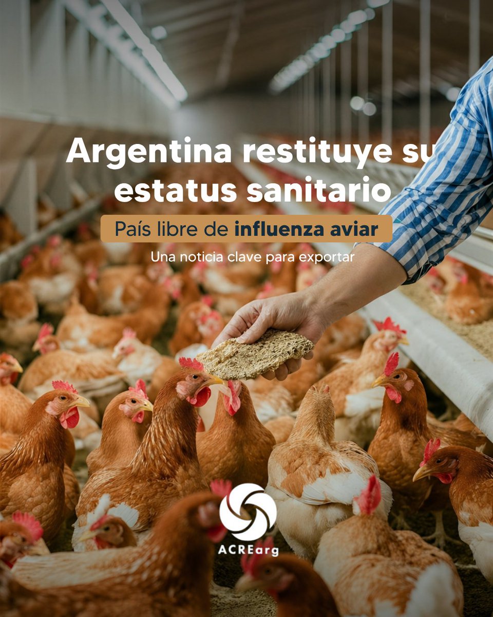 ACREarg's tweet photo. Argentina restituye su estatus de país libre de influenza aviar 🟢

Clave para reactivar exportaciones y fortalecer la confianza internacional 🌎

Exportar no es solo producto: es cumplir estándares.

Desde ACREArg acompañamos ese proceso.

#ACREArg #Exportaciones https://t.co/0vMgu7bEWJ