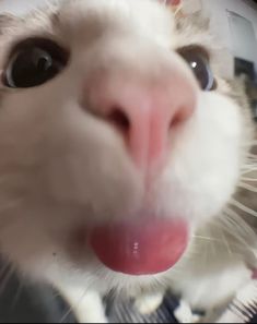 🦇spooky karura🦇 tweet media