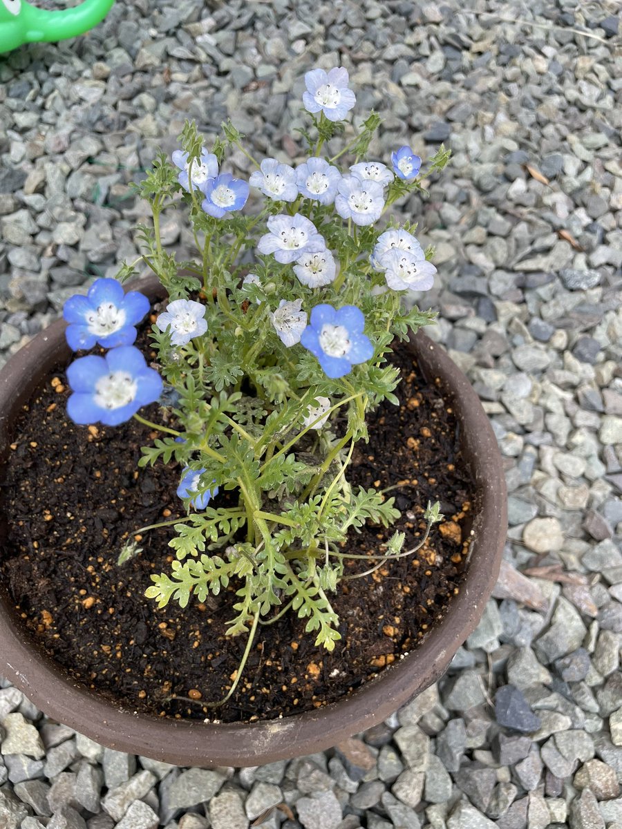 相馬ルリ@正直に生きる tweet media