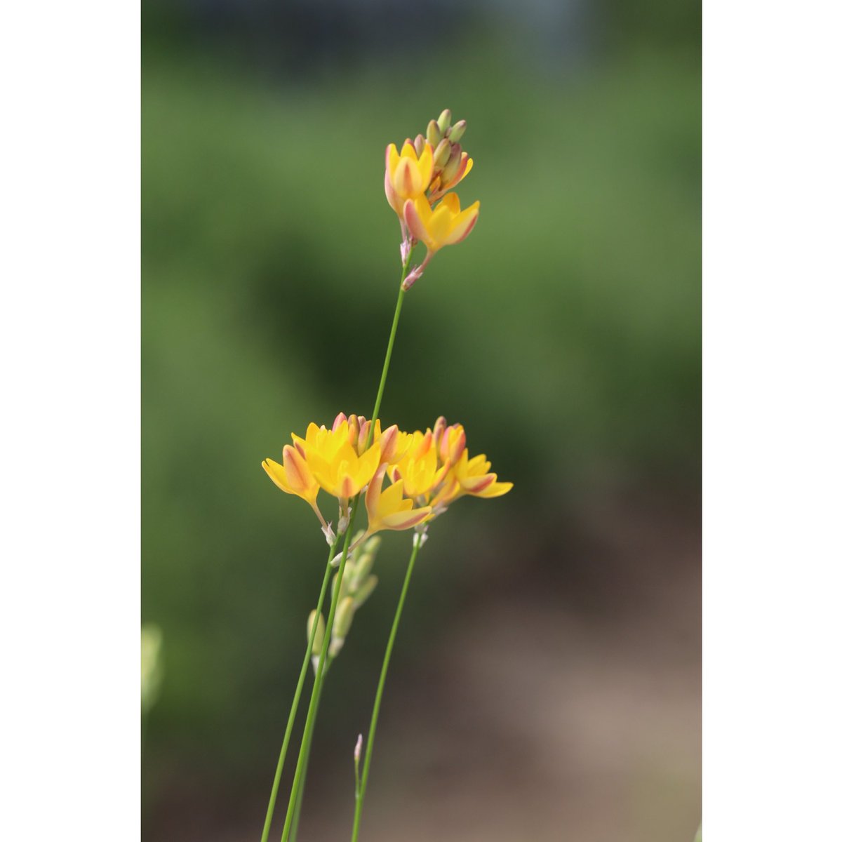 ohgi_nursery (@OhgiNursery) / Posts / X
