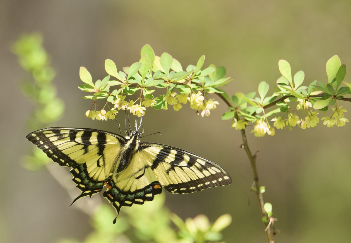RoppityPhotos's tweet image. Have a nice evening everyone.  #Butterfly #Nature #NaturePhotography