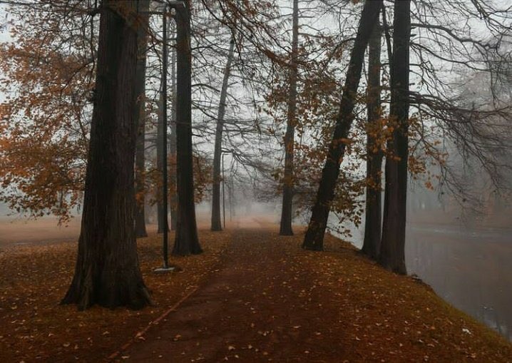 federica ★ tweet media