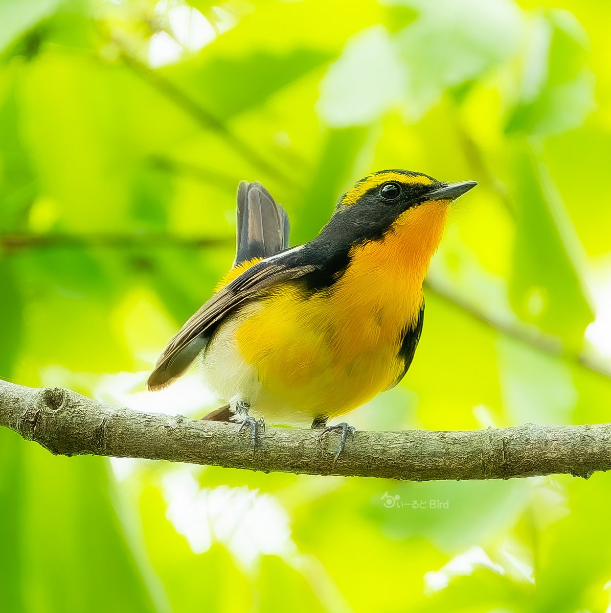 bird11596087's tweet photo. おはようございます😊

レモンボーイ🍋🍒😆

#キビタキ
#とりかわいいね
#これソニーで撮りました https://t.co/vqoXuDYDFF