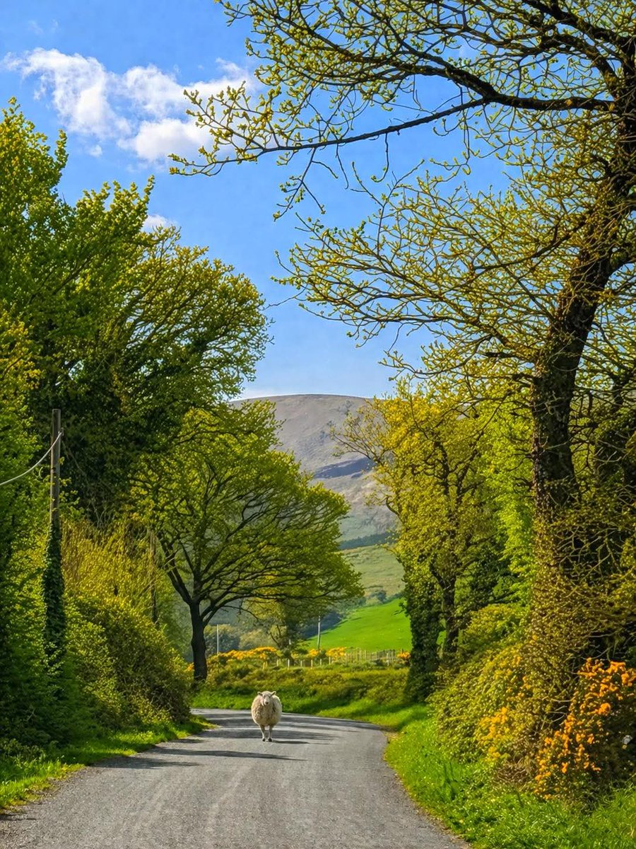 ThisIsIreland3's tweet image. 📍 The Glen of Imaal, Donard, County Wicklow 🇮🇪

Curiosity is a gentle compass.
It does not rush or demand,
it simply invites 💚 🐑

📸 Mad about Ireland

#Ireland #Wicklow #Donard #GlenofImaal #Sheep #Countryside
