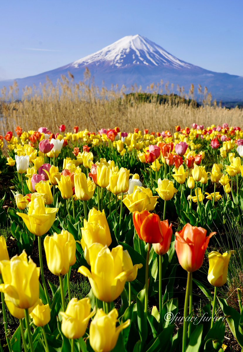 furarifu's tweet image. おはようございます🌷

　　綺麗な富士山、河口湖は
　　可愛らしいチューリップが
　　　沢山迎えてくれました。
　　花言葉は「博愛・思いやり」

#大石公園 #チューリップ #japan #tulip #mtfuji #富士山 #河口湖