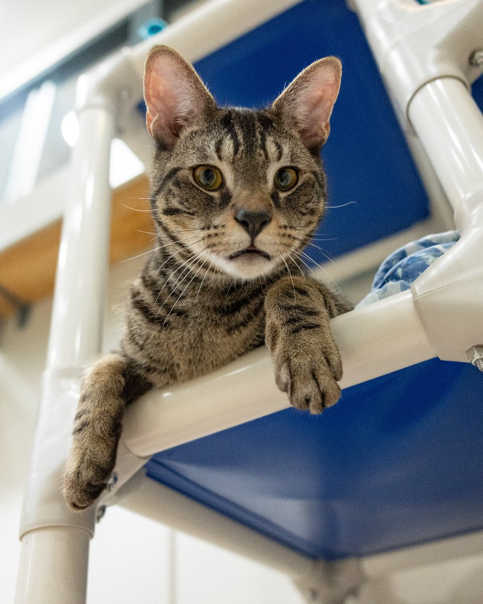 ASPCA tweet media
