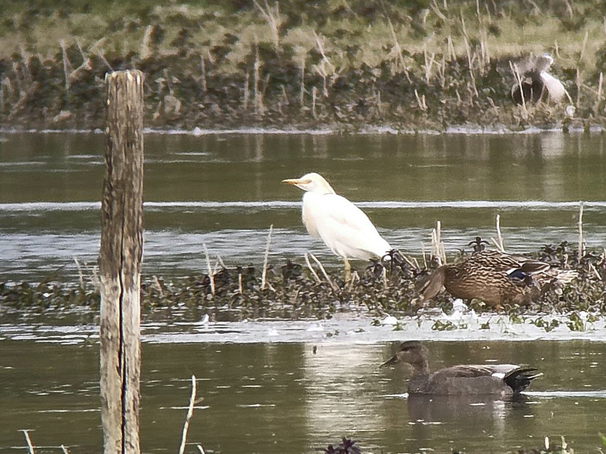 stuartjread's tweet photo. 50 species seen this evening at Giffords Flash, StokebyNayland, Suffolk incl. 3 Wood Sand, Cattle Egret, Hobby, 3 Swift, 2 LRP, 3 drk Mandarin, 2 Raven, all 3 hirundine sp. singing Reed &amp; Sedge Warbler, Common &amp; Lesser Whitethroat, Cuckoo &amp; Kingfisher https://t.co/Fx8T0AElEh