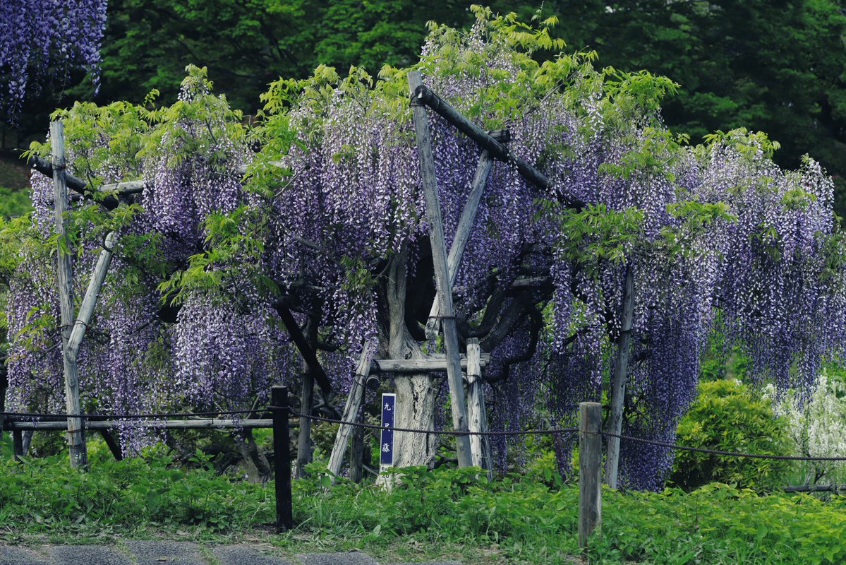 へいじろ tweet media