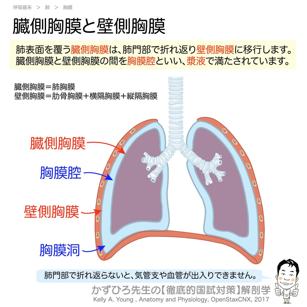 📖 画像解説 臓側胸膜と壁側胸膜の関係を示した図です。肺表面を覆う臓