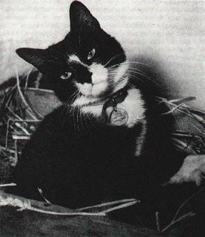 Unsinkable Sam!

Unsinkable Sam, originally named Oscar, was a ship’s cat who gained legendary status during World War II for surviving multiple naval disasters. He first lived aboard the German battleship German battleship Bismarck, which was sunk in 1941. After the wreck, Sam