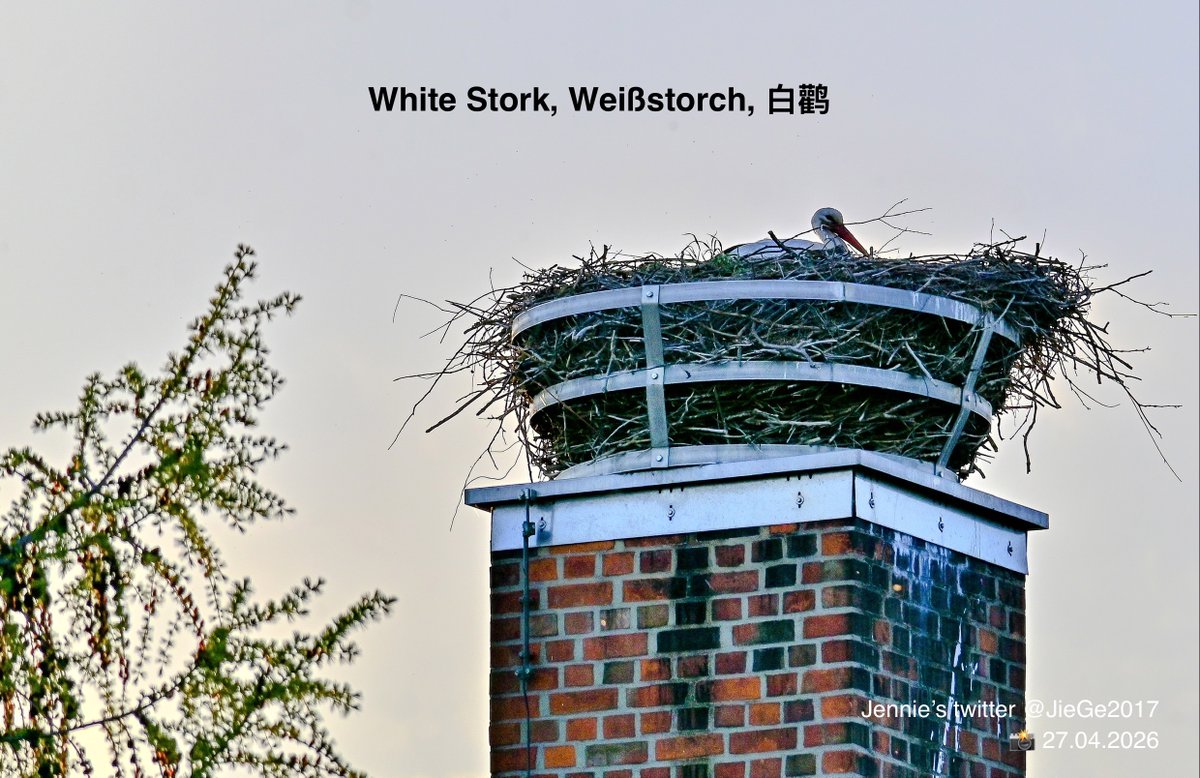 🐿️ 🇨🇭🇦🇹 🦋 Jennie 🐸 🇱🇮 🇩🇪 🦢 tweet media