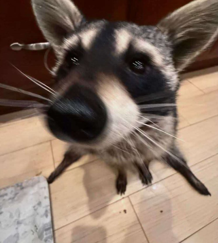 Why you should have a Raccoon tweet media