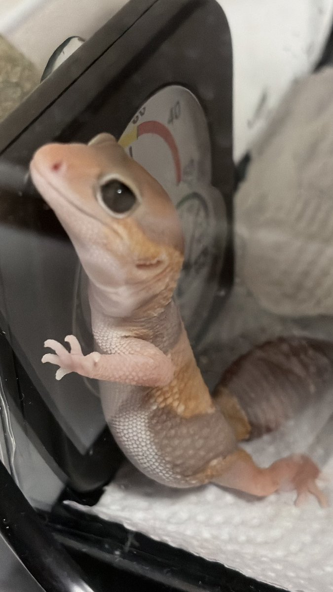 えな🦎 tweet media