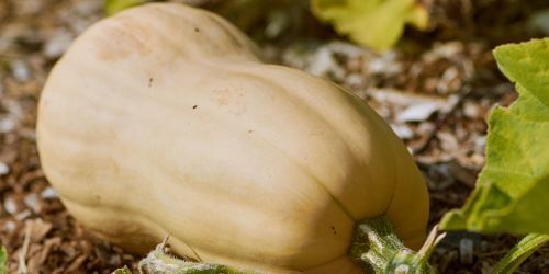 FluxingWell's tweet photo. Planning your 2026 garden? If you are planting #squash in your #garden and want healthier vines, better harvests, and fewer pests, choosing the right butternut squash companion #plants makes all the difference. Get the list and chart! https://t.co/LBCTywIgag #springplanting https://t.co/LNOIVs8ji8
