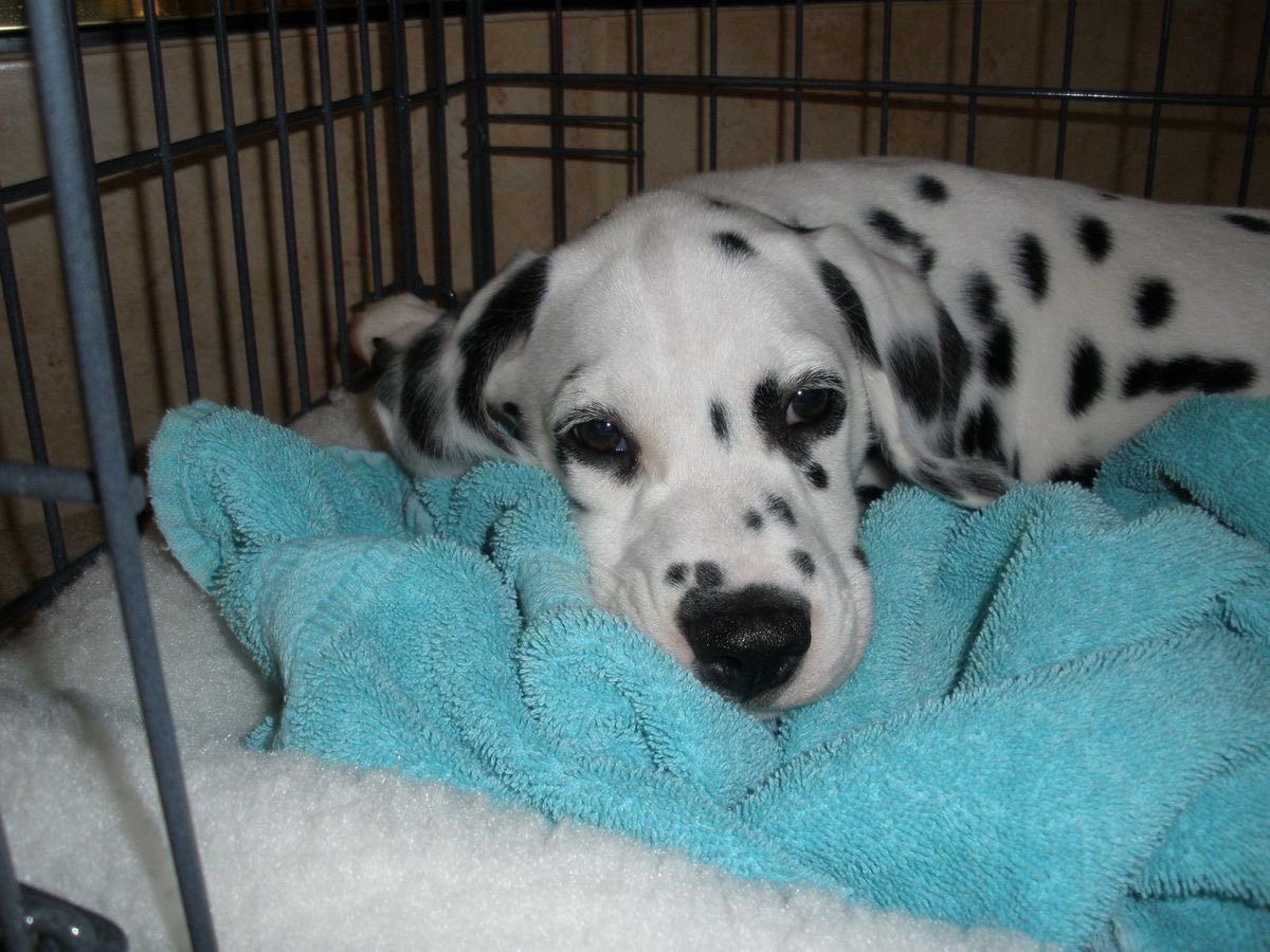 0ttiepup55's tweet image. I need a mannnnn…. I’m a chubby puppyboy guyssss hmmmuuu 👀👀

#chubby #puppyboy