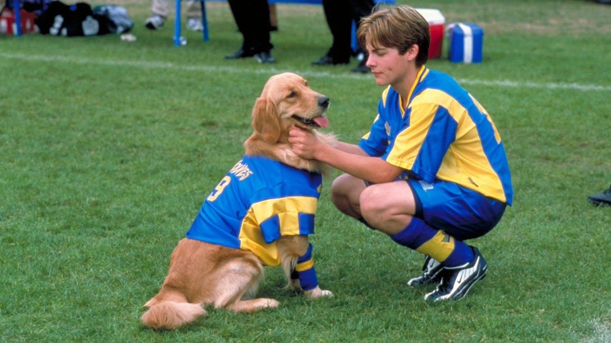 LaCasacaBlog's tweet photo. Siendo "Air Bud" el único evento canónico en que un perro juega al futbol profesionalmente, podemos ver que lleva el número por detrás y en su pecho el nombre del equipo. Digamos que usa la camiseta humanizadamente, y es lo lógico porque el referí y el relator deben poder ver el número del jugador con facilidad.