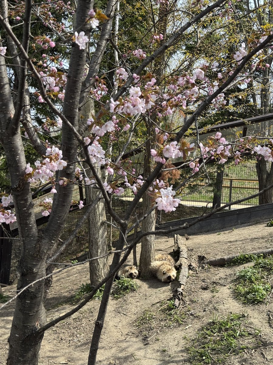 旭川市旭山動物園［公式］ tweet media