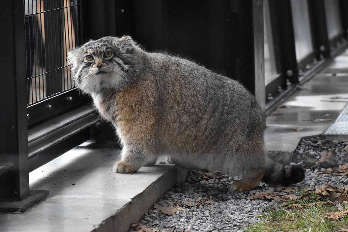 旭川市旭山動物園［公式］ tweet media