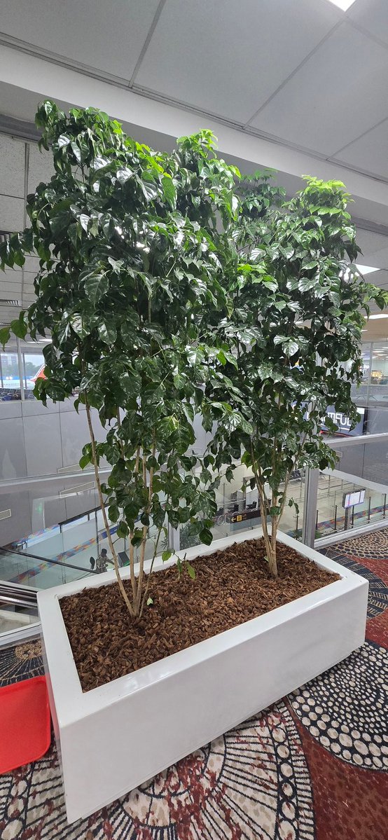 narottamsahoo's tweet image. Rooted in quiet corners, yet reaching for the light - this living green reminds us that growth doesn’t need noise, only #patience, #care, and #purpose.

Even in the busiest spaces, #nature teaches us how to #thrive with #grace.

@MissionLiFE_ @ECOWARRIORSS @gogreeneveryday