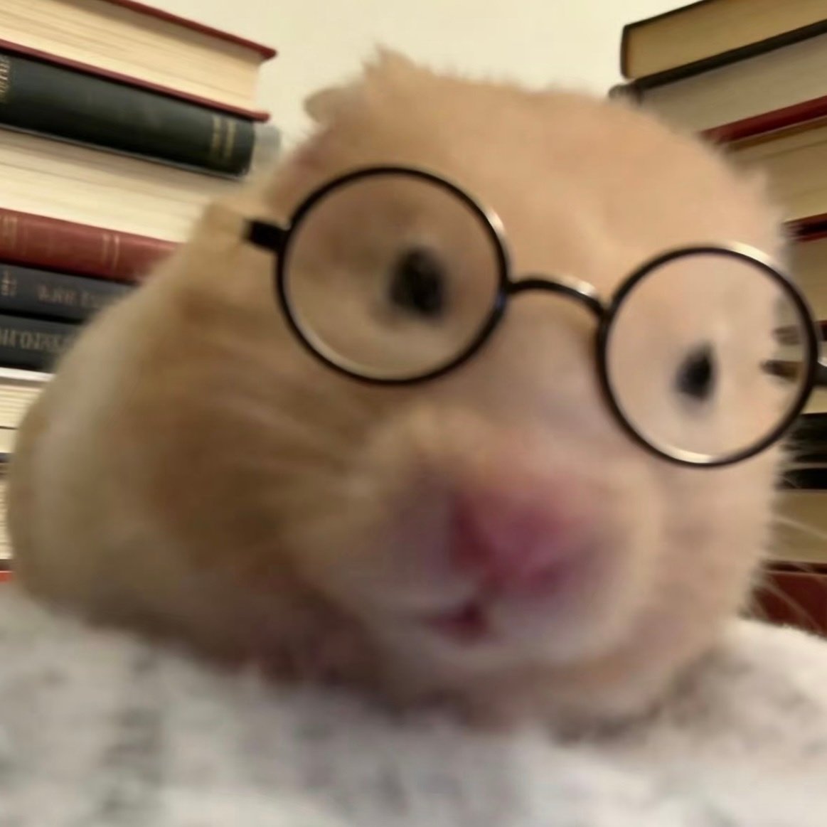 햄스터 서경배 tweet media