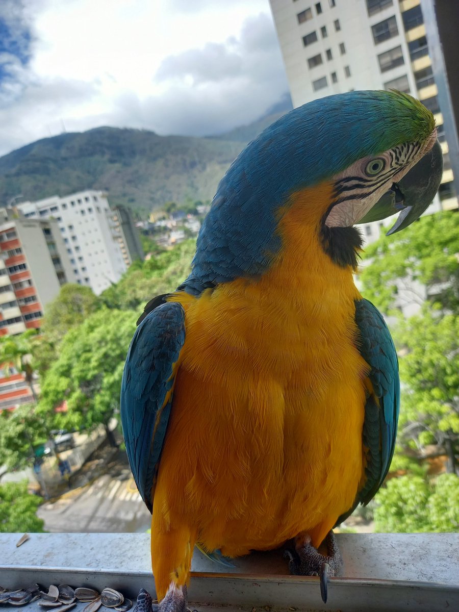 karelisjvc's tweet image. 🌻La tarde:

🪶Llegan las 1eras horas vespertinas, para recibir a...♥️😍🥳
🦜Piolín y Margarita

🪶Enseguida se suma y Piolín intentó espantarlo 😅🤭
🦜Salvador

📸
1: Piolín
2: Margarita
3: Salvador

⤵️ 8/14

#macaw #photo #photographyisart #video #love #amor #landscape #pics