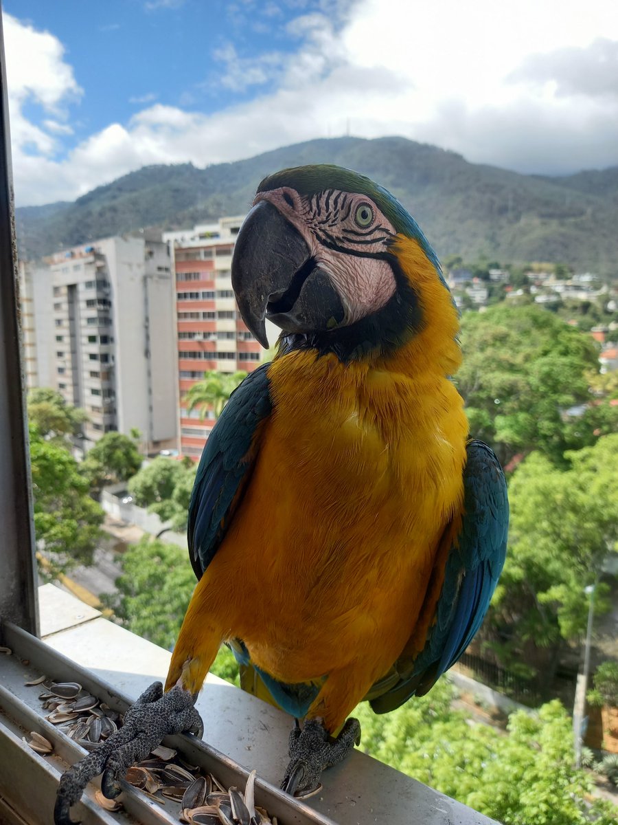 karelisjvc's tweet image. 🌻La tarde:

🪶Llegan las 1eras horas vespertinas, para recibir a...♥️😍🥳
🦜Piolín y Margarita

🪶Enseguida se suma y Piolín intentó espantarlo 😅🤭
🦜Salvador

📸
1: Piolín
2: Margarita
3: Salvador

⤵️ 8/14

#macaw #photo #photographyisart #video #love #amor #landscape #pics
