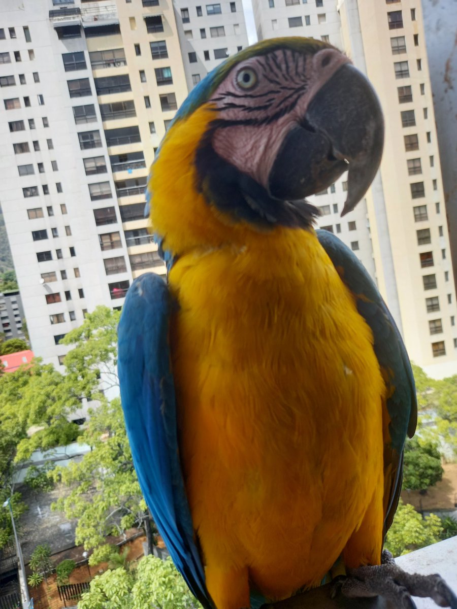 karelisjvc's tweet image. 🌻La tarde:

🪶Llegan las 1eras horas vespertinas, para recibir a...♥️😍🥳
🦜Piolín y Margarita

🪶Enseguida se suma y Piolín intentó espantarlo 😅🤭
🦜Salvador

📸
1: Piolín
2: Margarita
3: Salvador

⤵️ 8/14

#macaw #photo #photographyisart #video #love #amor #landscape #pics