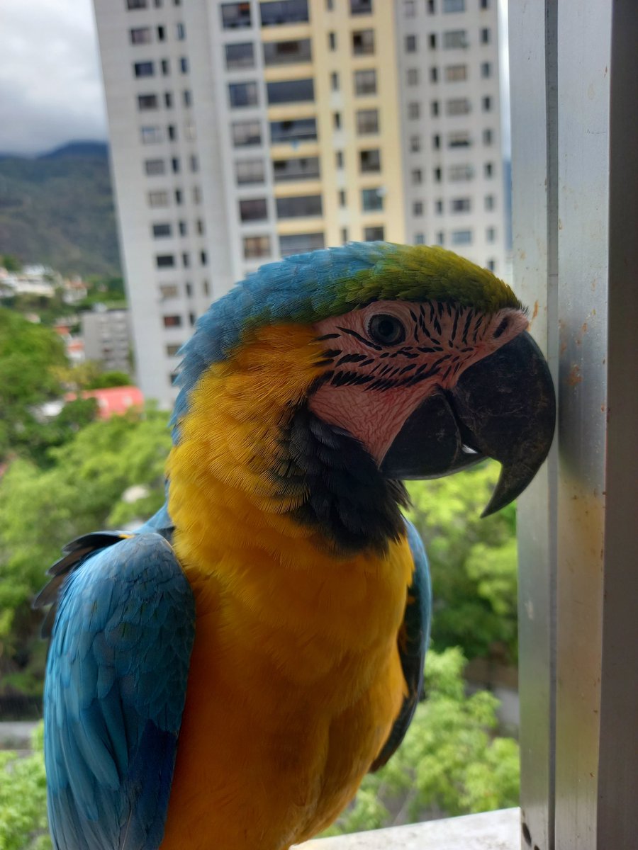 karelisjvc's tweet image. 🪶Y entonces, algo las atendí y quedó mi mamá, me cuenta que estuvieron su buen rato 😅🥳

📸 Los bebés Simpson-confieso q me cuesta diferenciarlos algo, dígamos que...😅
1y2: Bart
3: Maggie
4: Lisa

⤵️ 6/14

#macaw #photo #photographyisart #fotos #love #pictures #animaloftheday