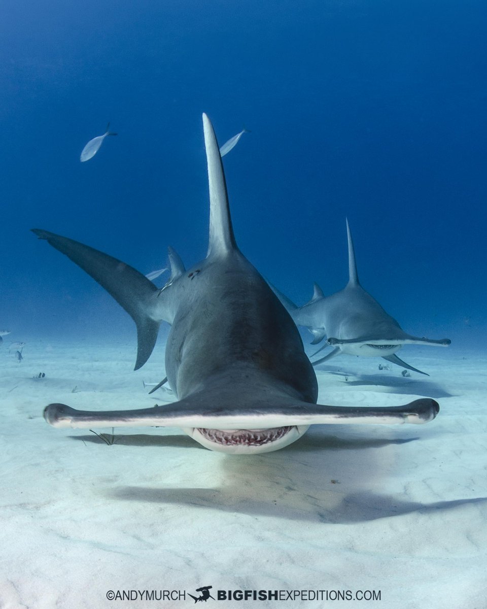 BigFishTrips's tweet photo. Inbound hammers on our Tiger Beach and Great Hammerhead diving trip.
https://t.co/oEdwSHSdEs https://t.co/YCmQZpHcBd