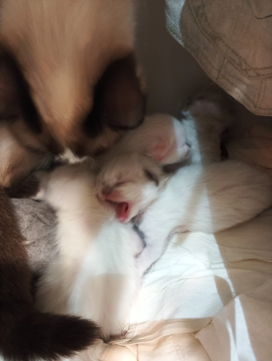 Nei Nei 🐱 De la colonia tweet media