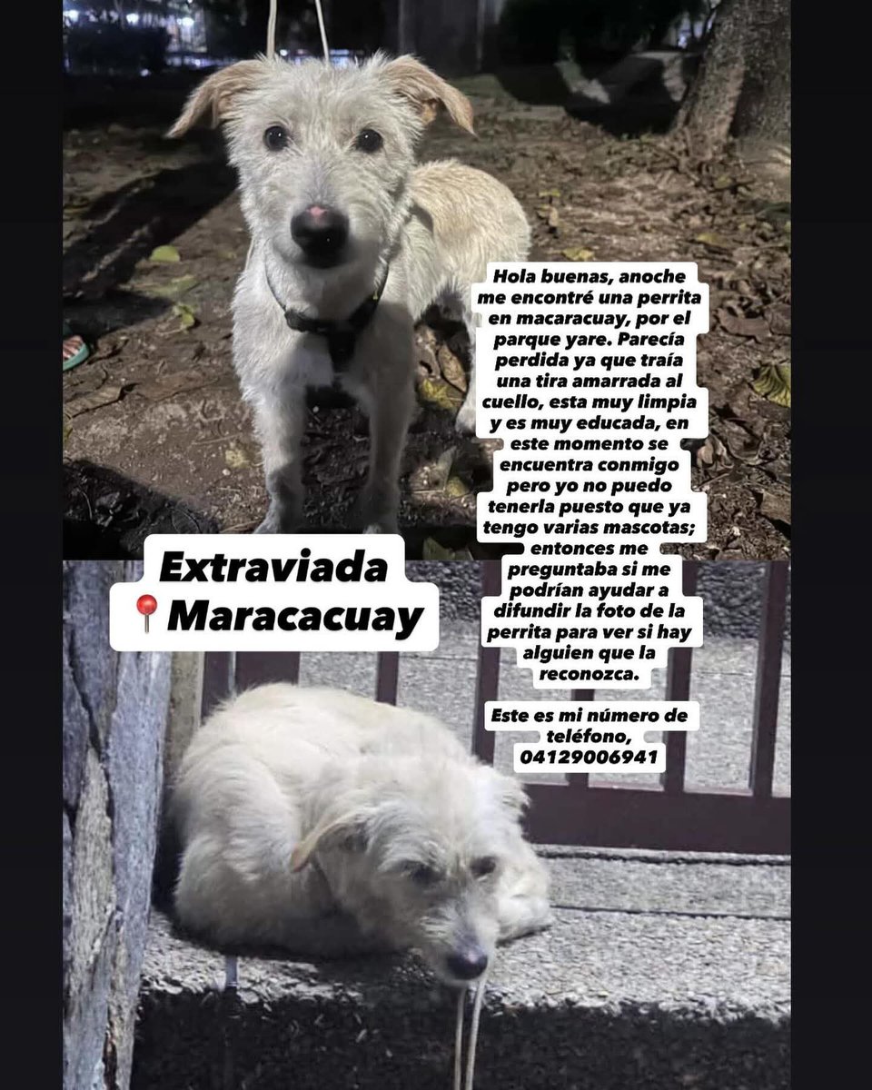 PerroUsuario's tweet image. Reportan a esta pequeña que se presume está EXTRAVIADA. Macaracuay