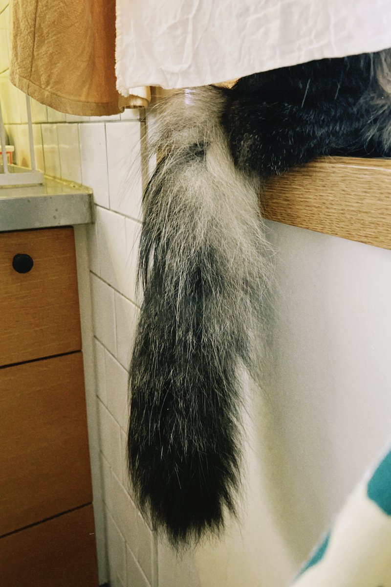 maya__y's tweet photo. 今朝、行き交う人々を眺める猫の尾。 https://t.co/Sj7OhgSGZh