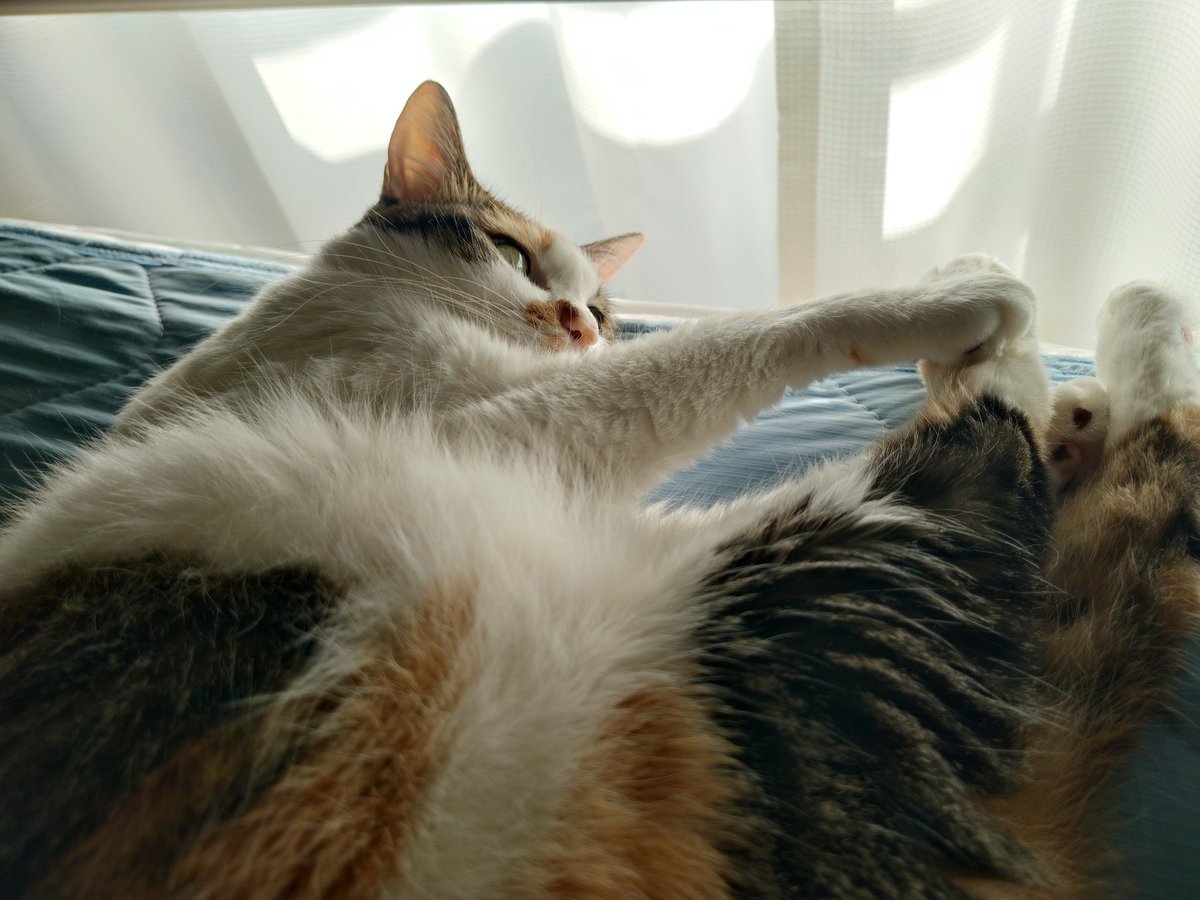 三毛猫様♡ありがとうございます♡ 三毛猫】2026年、今年もよろしくお願いします（2026年1月1日） - YouTube