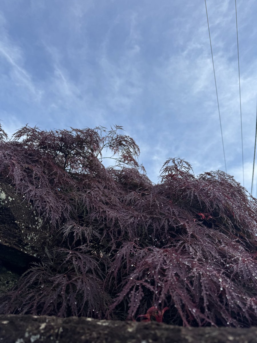 macco｜働きながら整える人☘️ tweet media