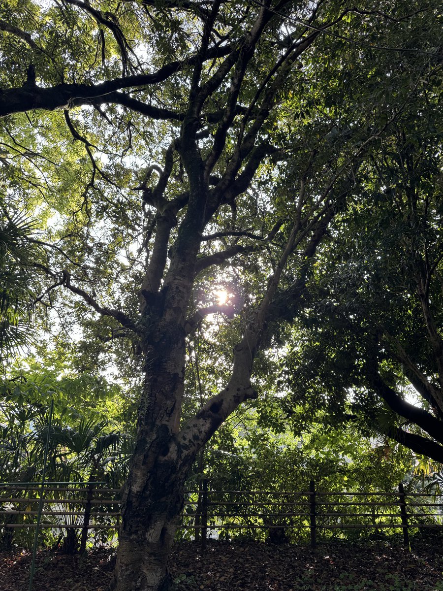 macco｜働きながら整える人☘️ tweet media