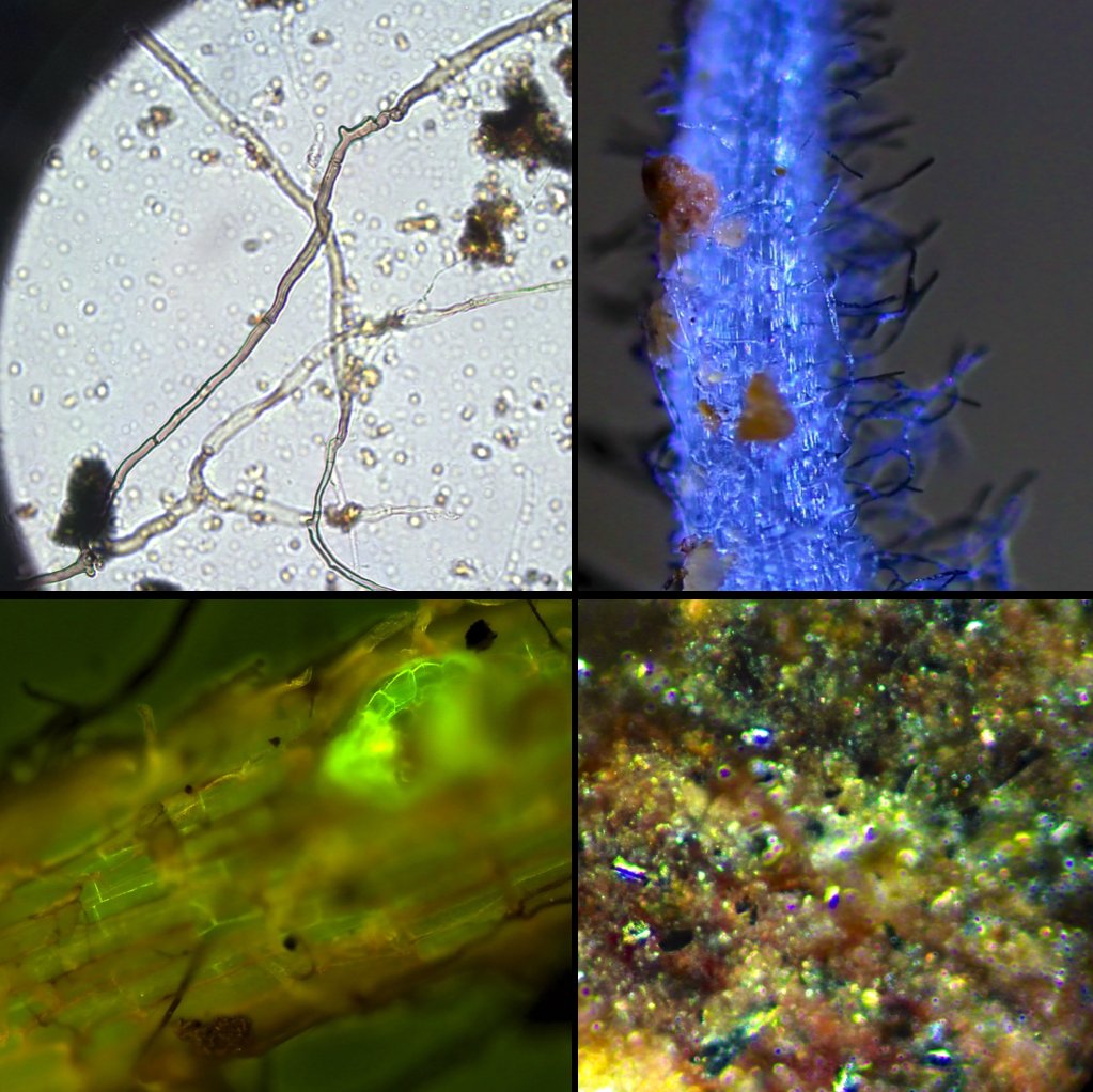 MattPowersSoil's tweet image. Learn All The #Soil #Microscopy Techniques!!
Get #RegenerativeSoilMicroscopy On-Sale with FREE US Shipping Today: thepermaculturestudent.com/shop/regenerat…