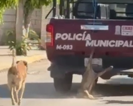 Fundacion Patitas Enlodadas AC😺🐶 tweet media