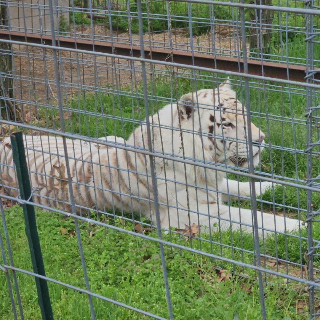 arcoftheozarks's tweet image. Kevin had an unforgettable day at National Tiger Sanctuary thanks to generous donated tickets! 🐯🦁 He got up close with incredible big cats, enjoyed every moment, and made memories that will last a lifetime. #Gratitude #MakingMemories