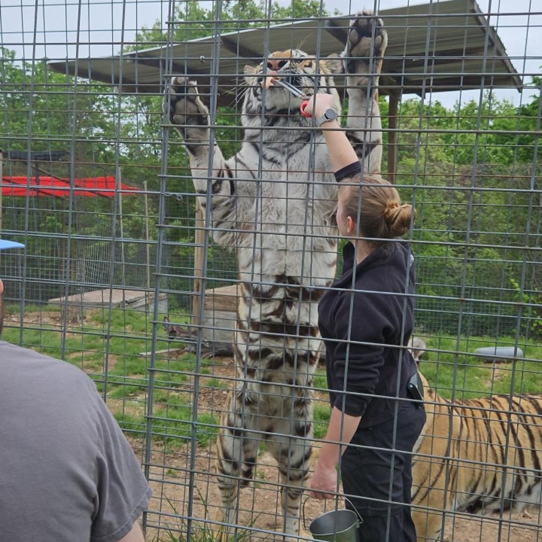 arcoftheozarks's tweet image. Kevin had an unforgettable day at National Tiger Sanctuary thanks to generous donated tickets! 🐯🦁 He got up close with incredible big cats, enjoyed every moment, and made memories that will last a lifetime. #Gratitude #MakingMemories