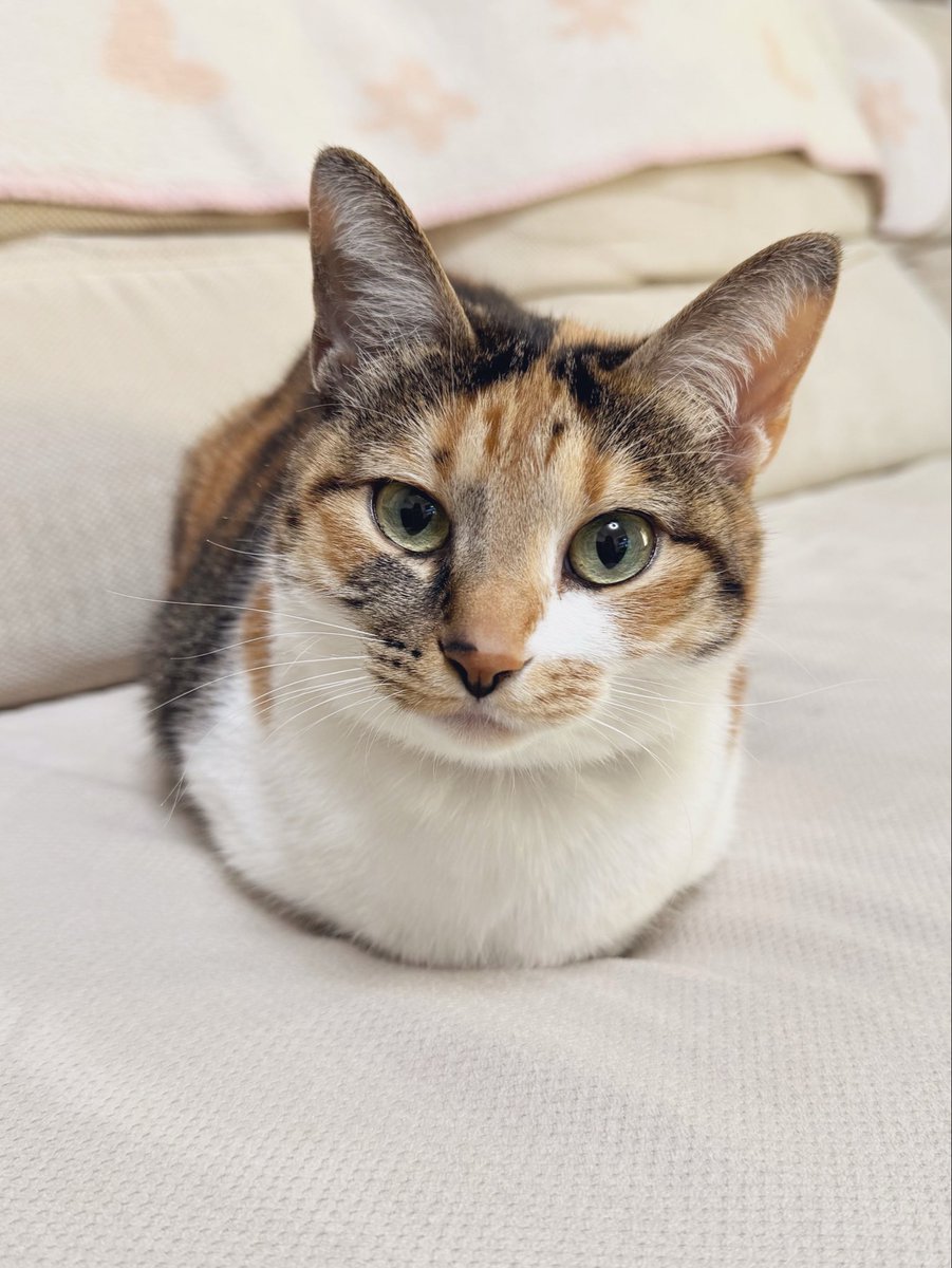 三毛猫こはくの部屋 tweet media