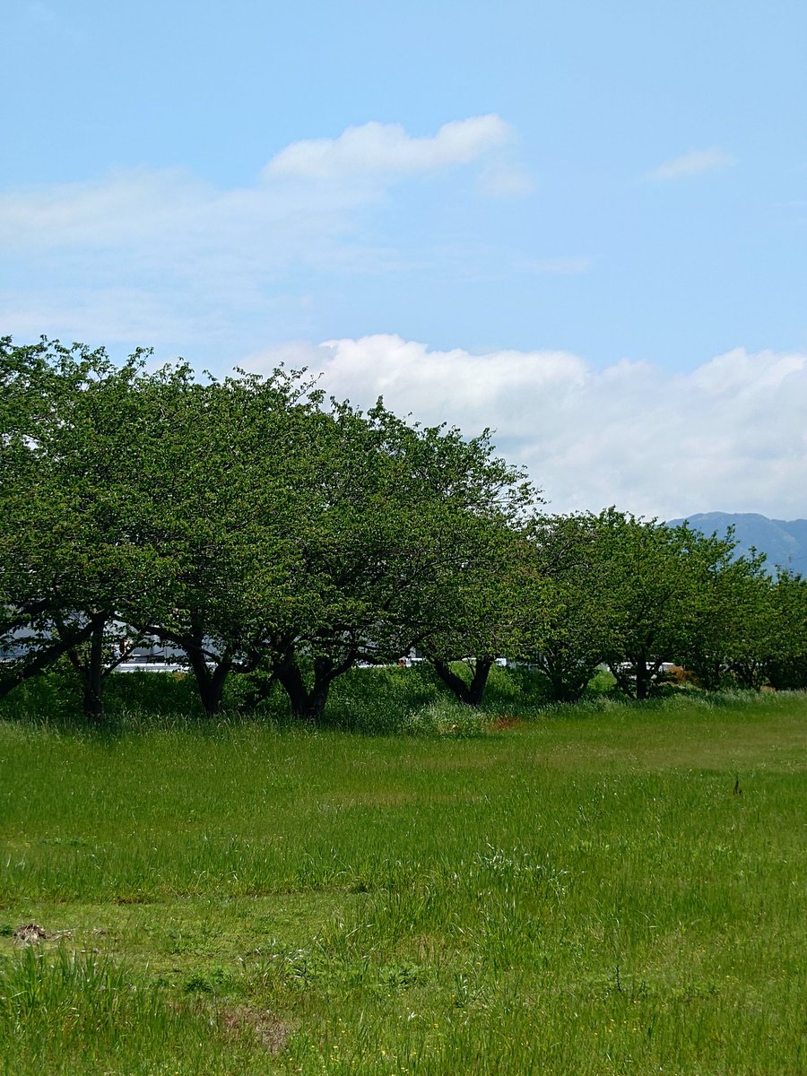 おはようございます🙋😃☀️

気温13.0℃。お散歩日和になりそうな火曜日の朝です!

写真は、昨日の #昼歩きの風景👣  #クリムゾンクローバー🍀 が更に広がり、河川敷が真っ赤です❗桜の青葉も眩しい季節になりました☺️

今日もはなまるな気分で過ごせますように💮