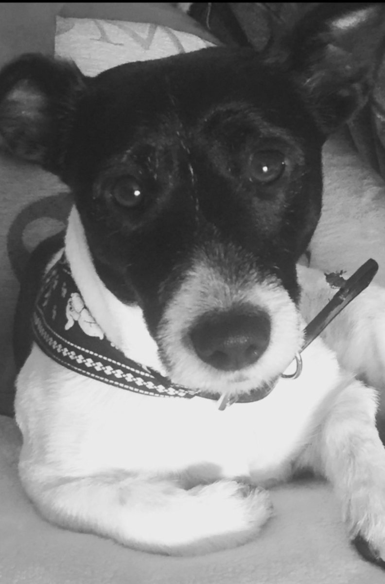 fitzpatrickx's tweet photo. @JackRussellPic Older, wiser, greyer a little deafer and slower walks but always King Buds💙👑👏 https://t.co/5EVtZQ199t