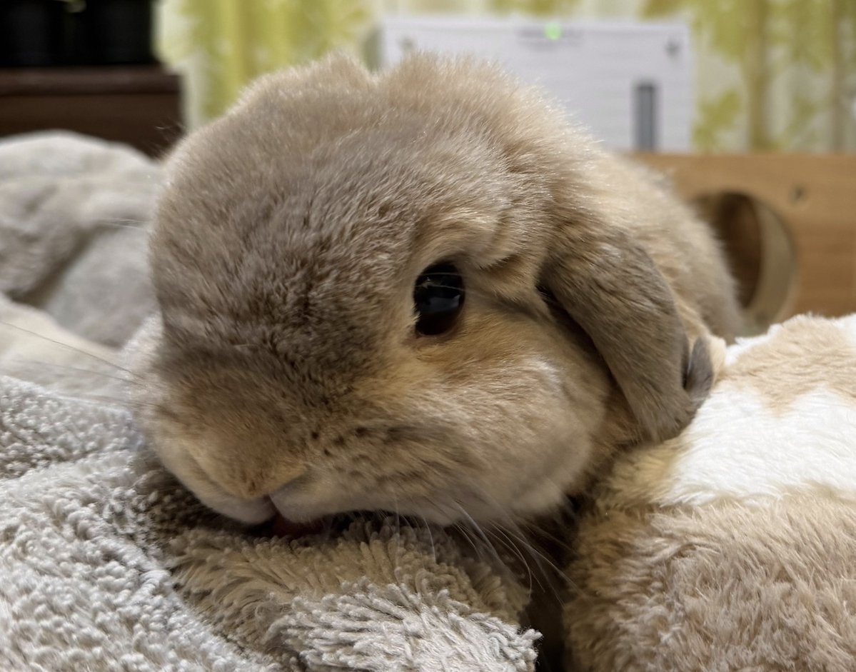 𝚔𝚞𝚛𝚞𝚖𝚒 tweet media