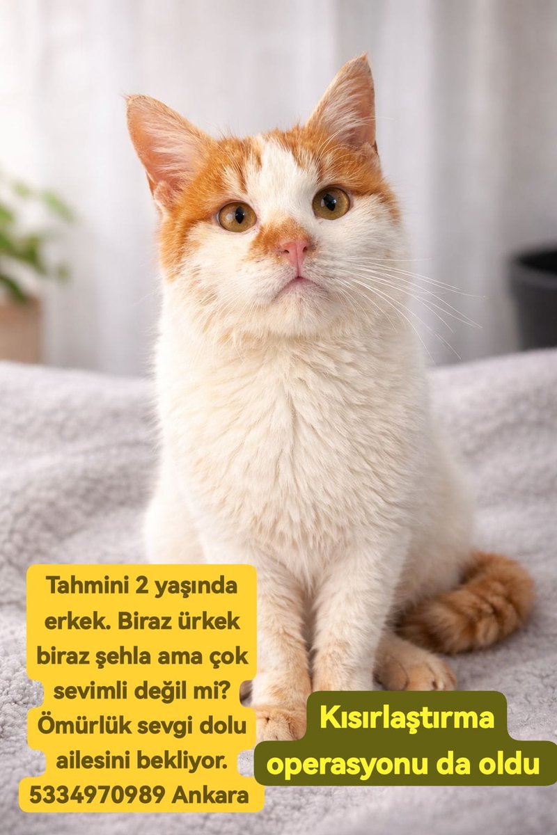 Şerife Öztürk tweet media