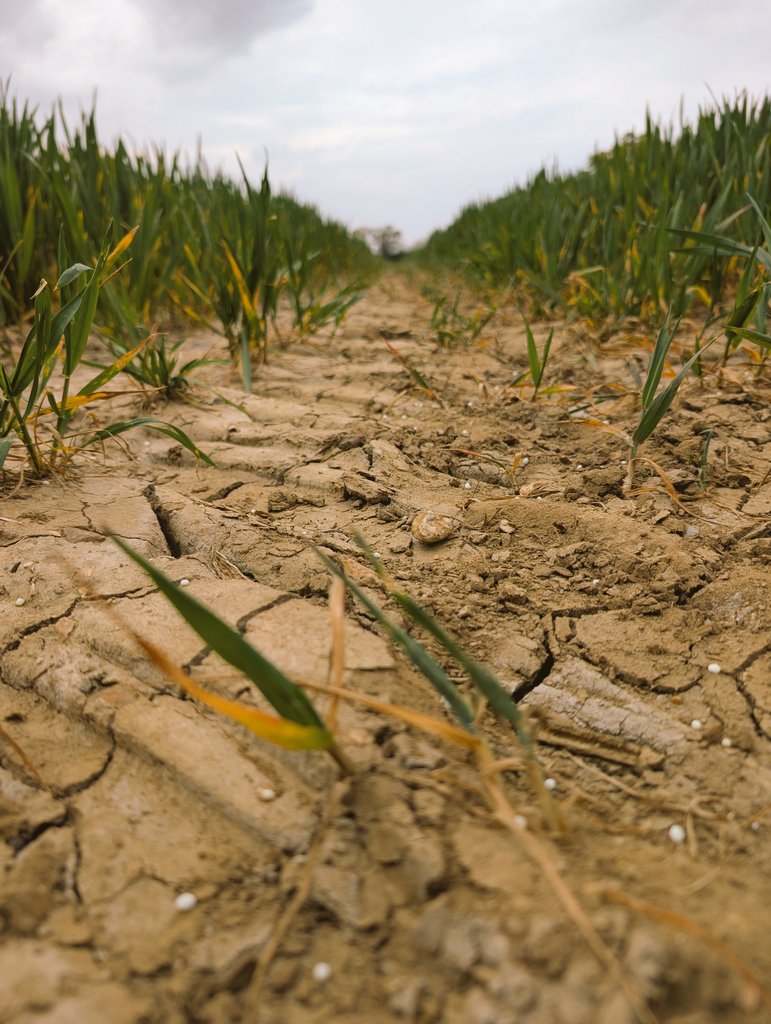 ag_recruiter's tweet photo. Prills on cracked ground,
waiting for rain that never came.
Hundreds of pounds in dust.
Farmers, gamblers, insane. https://t.co/6bCmyG9g5g