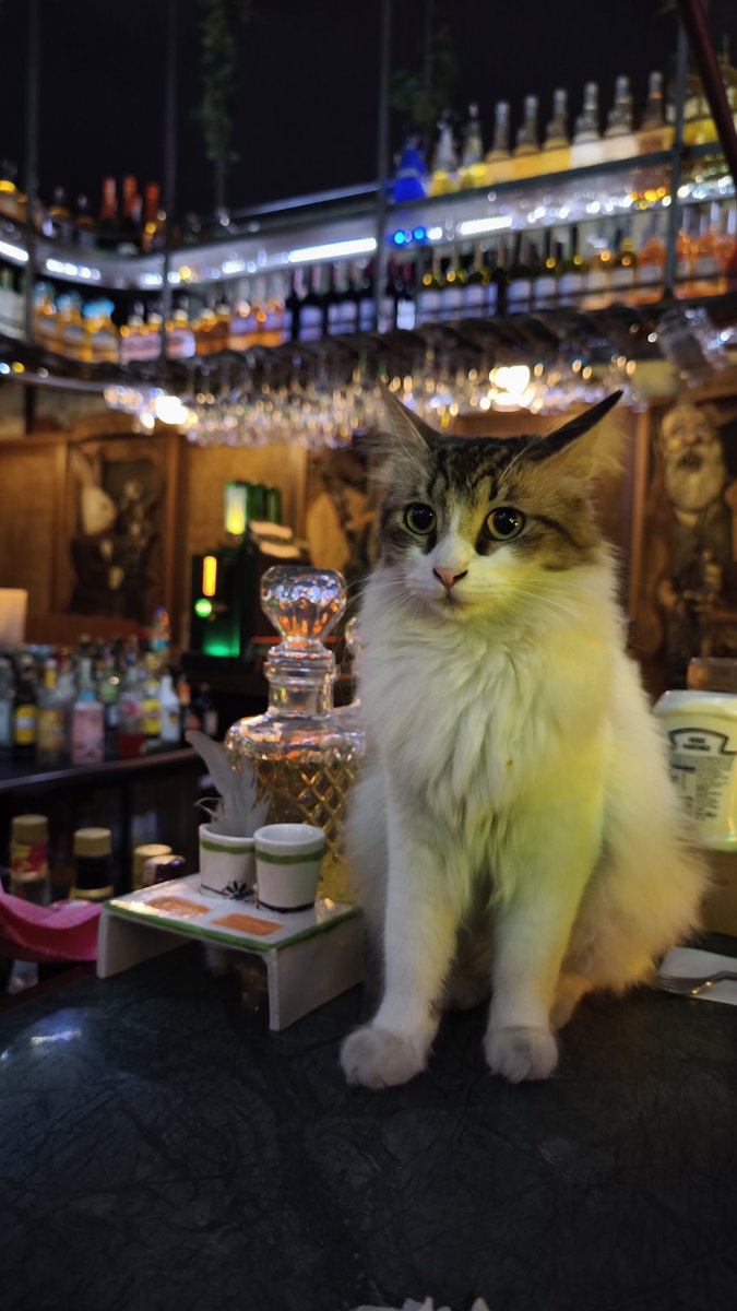 bartendermmst's tweet photo. bira kedisi https://t.co/FHuWCrPpEa